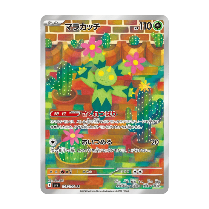 Maractus AR 101/100
